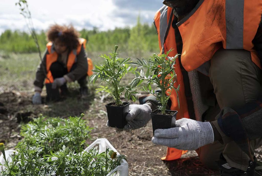 Soin et entretien des arbres