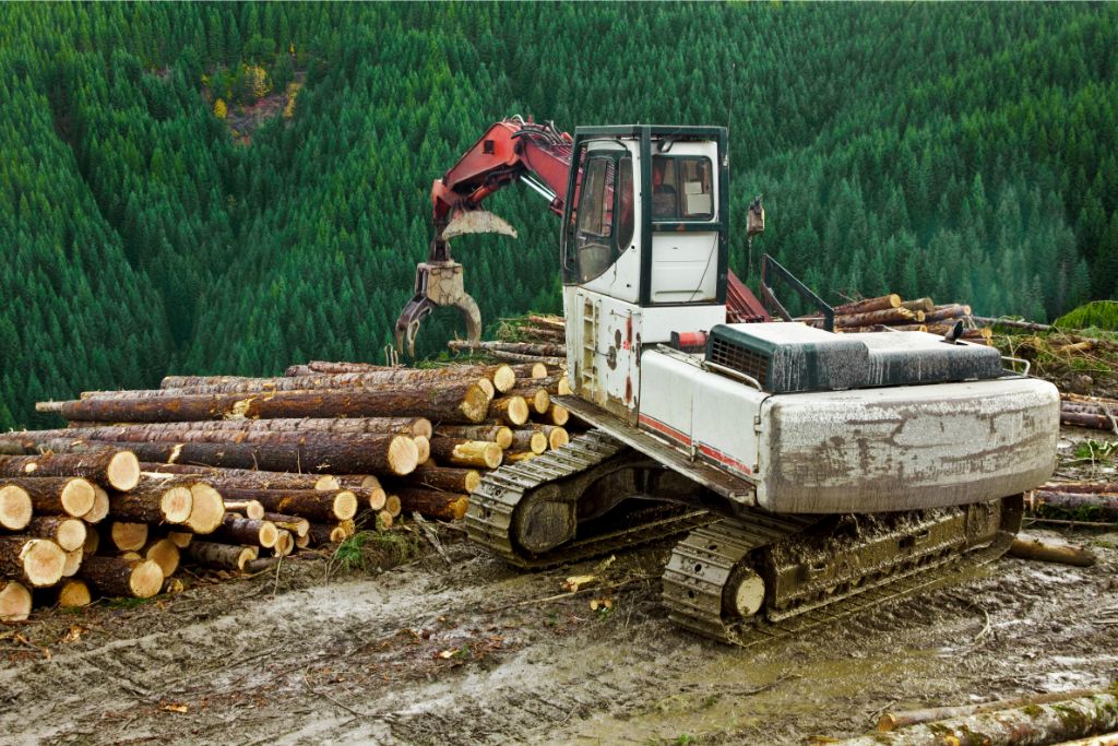 Comment concilier exploitation forestière et protection de la nature ? Focus