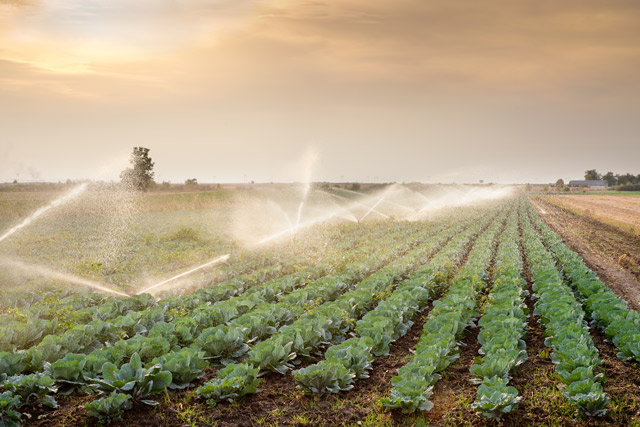 système d’irrigation goutte à goutte